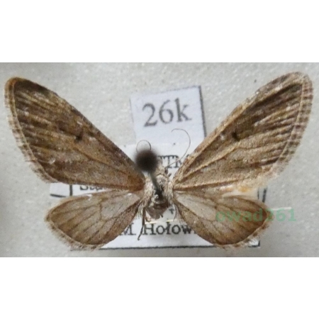 Eupithecia ochridata Schütze & Pinker, 1968 Poland26k